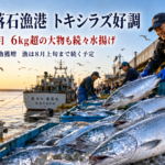 春夏限定の高級鮭「トキシラズ」根室で豊漁中！輸出事業者が今すぐ動くべき理由