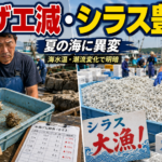 夏の味覚に異変？サザエ激減とシラス記録的豊漁の2つの背景