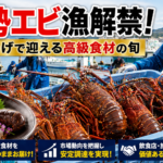 伊勢エビ漁解禁！初水揚げで迎える高級食材の旬