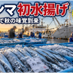 秋の味覚到来！サンマ大型船が初水揚げ：最新の海鮮市場動向と展望
