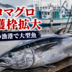 クロマグロ漁獲枠拡大、三重の漁港で300キロ近い大型魚も―水揚げ現場の動向
