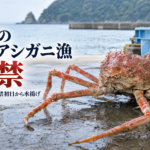 タカアシガニ漁が沼津・戸田で解禁　3年ぶりの初日水揚げで始まる今季