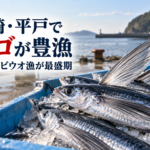 長崎・平戸でアゴが豊漁　旬のトビウオ漁が最盛期